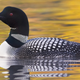 Image for article titled Gamers, We Pulled Some Strings And We’re Pleased To Announce That The Common Loon Is Now Officially The Gaming Bird